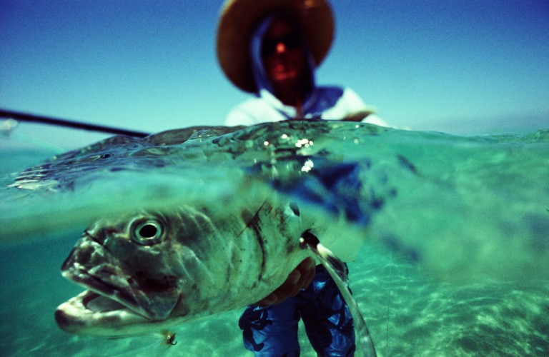 underwater photo jack crevalle