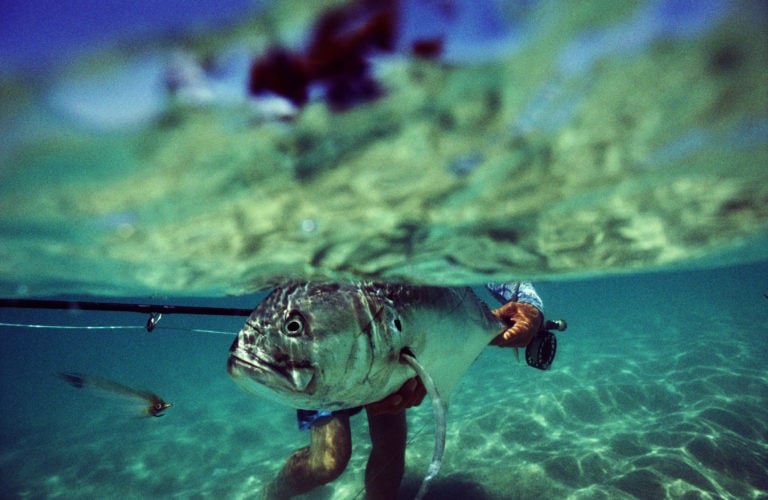 Jack Crevalle release