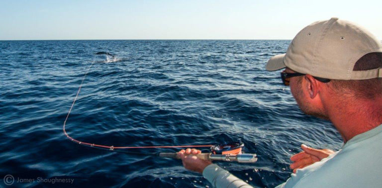 marlin on fly