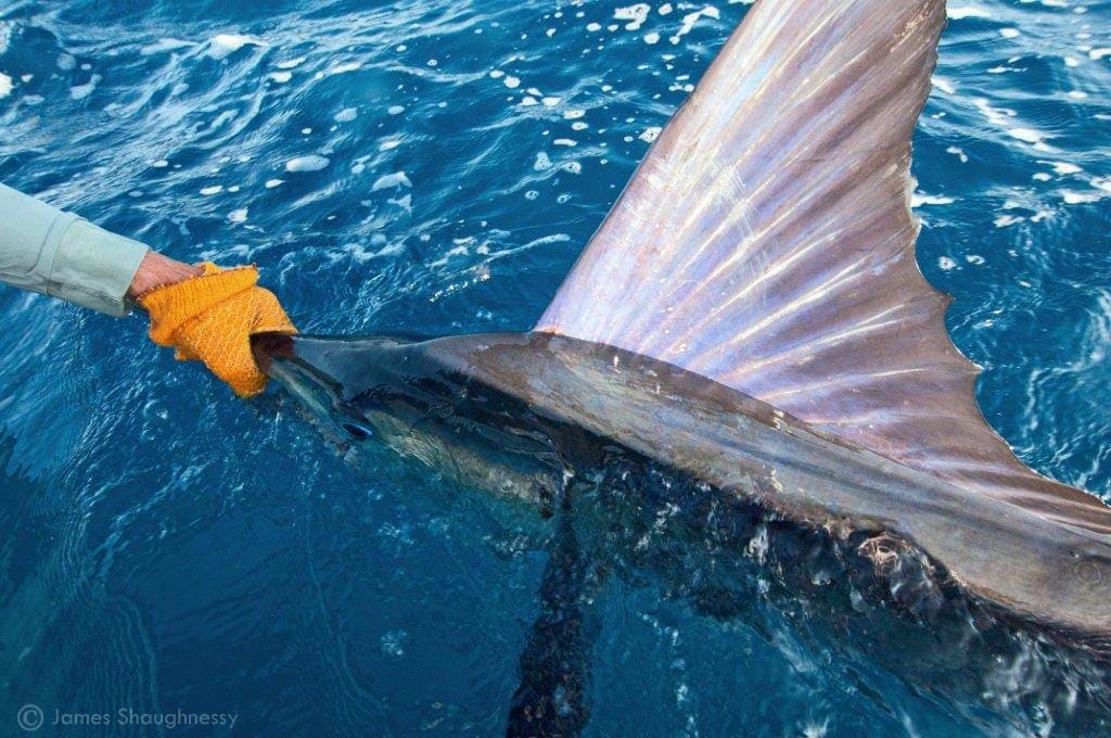 marlin release