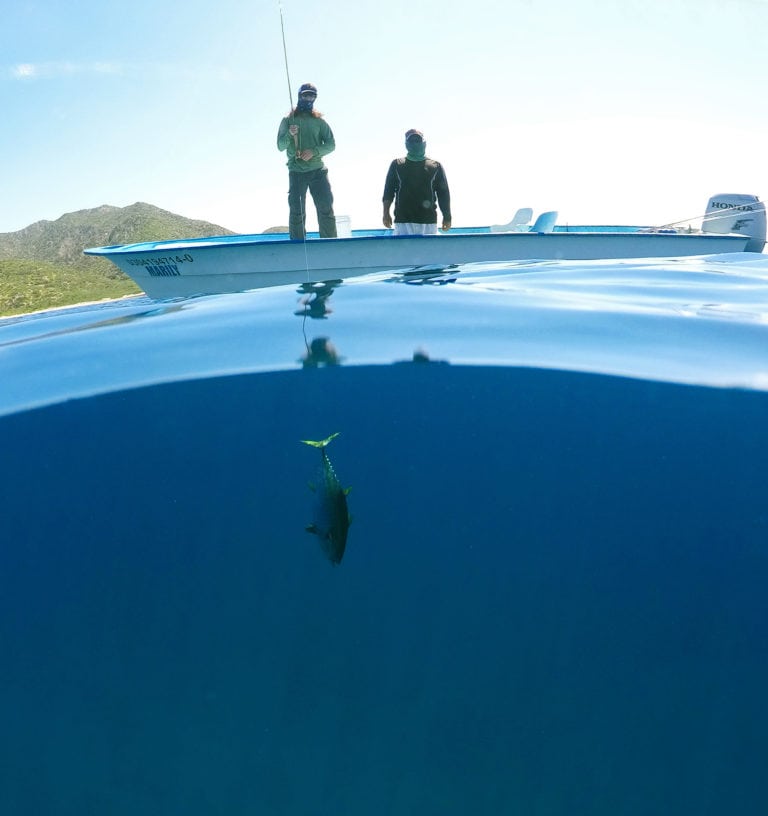 Tuna baja underwater