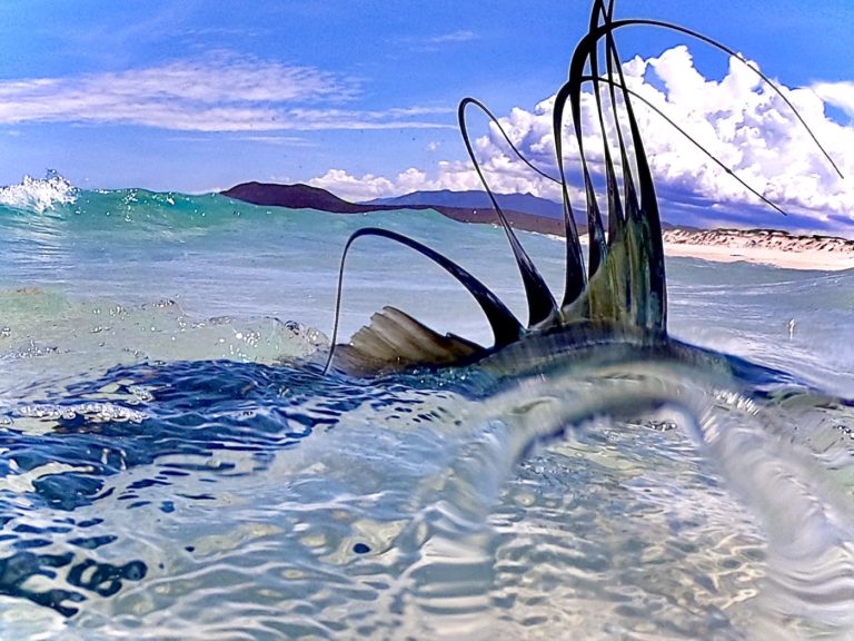 roosterfish from the beach
