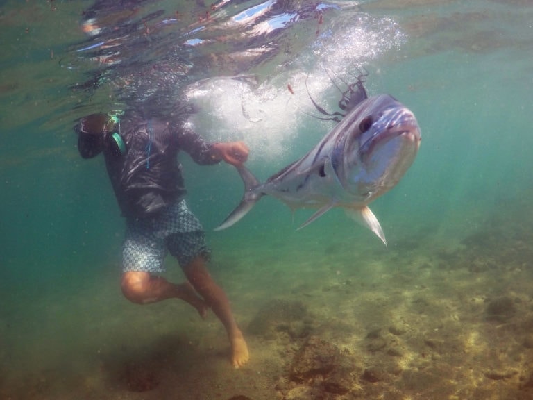 roosterfish underwater