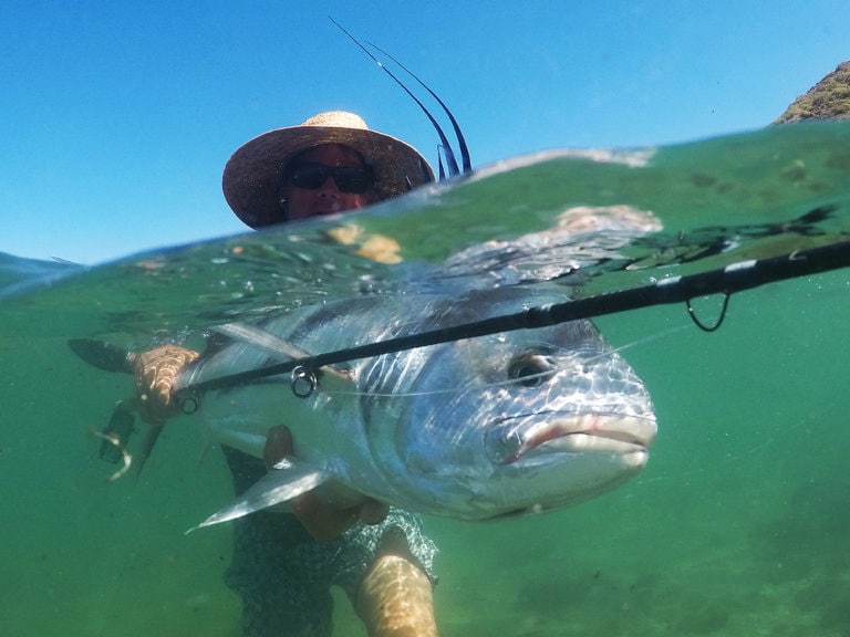 roosterfish underwater release