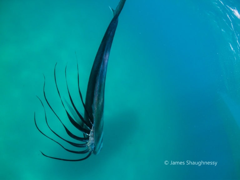 underwater roosterfish