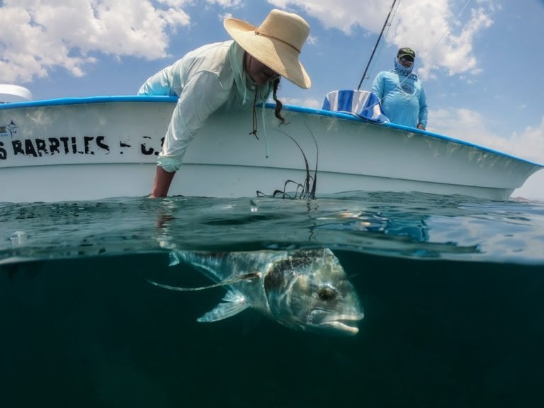 roosterfish release baja