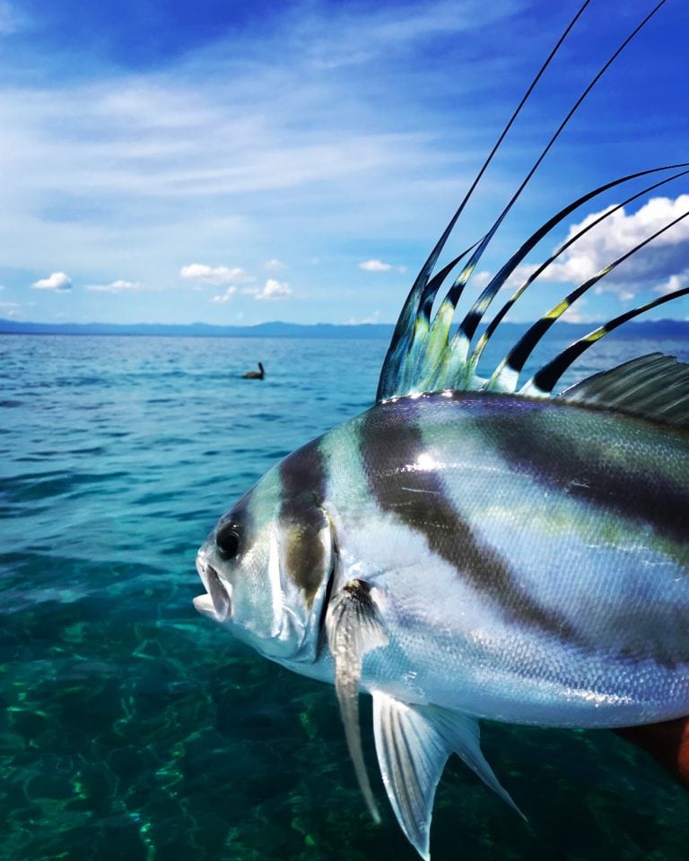 roosterfish sea of Cortez