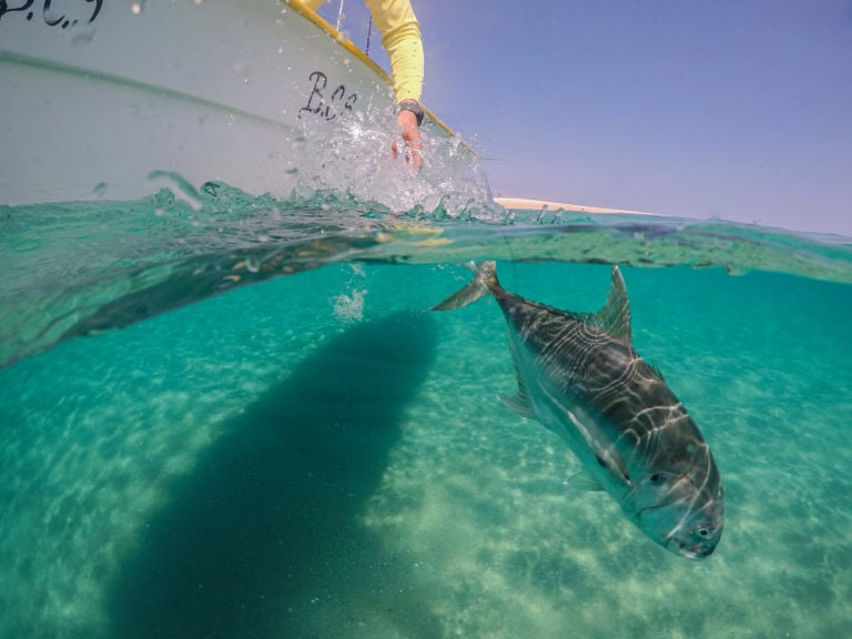 Baja Jack Crevalle release