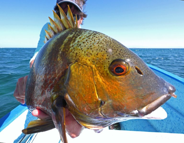 pargo mulato