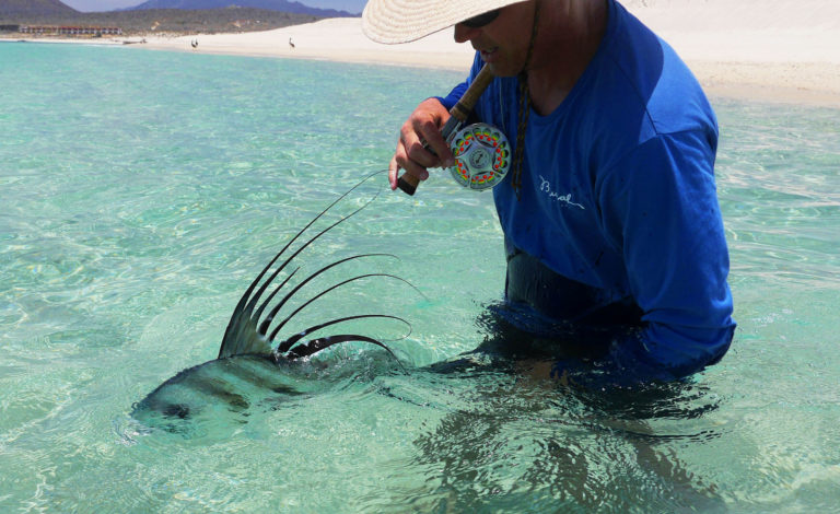 rooster fish release