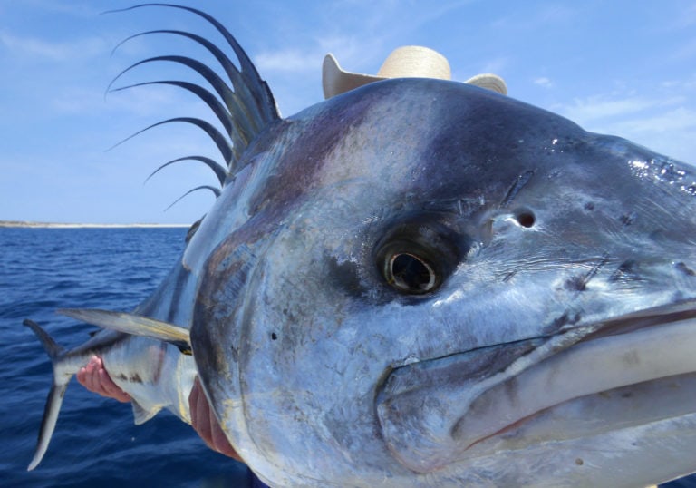 roosterfish comb