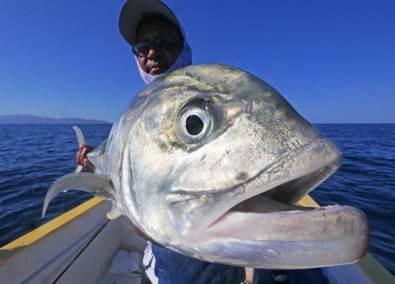 giant jack crevalle