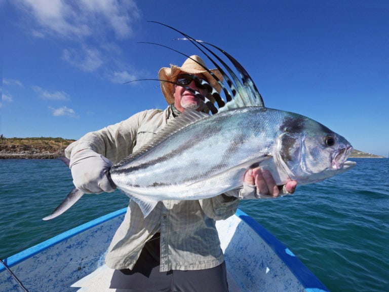 baja roosterfish