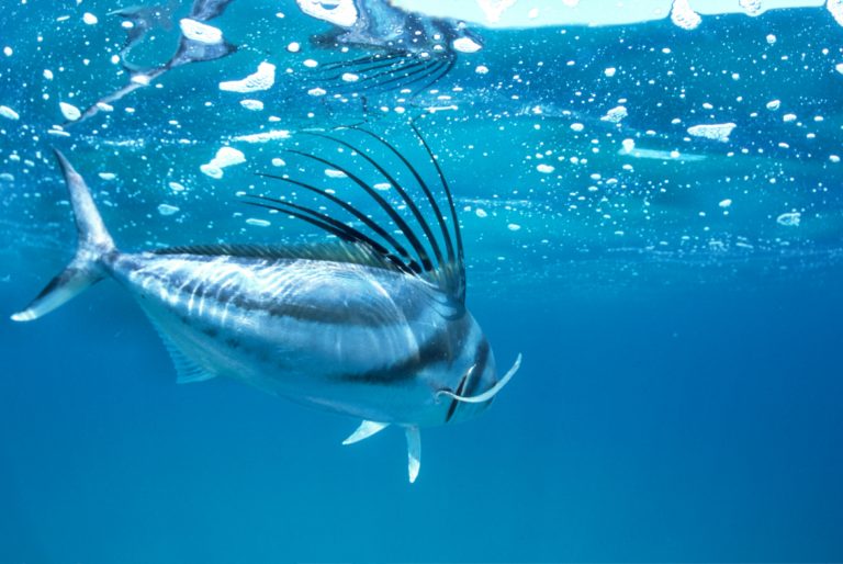 roosterfish underwater