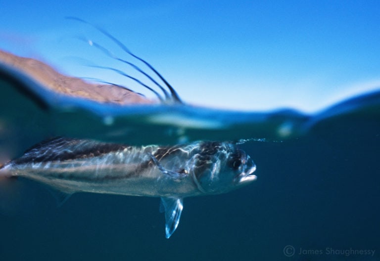 roosterfish underwater